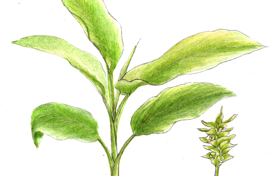 Kurkumát mindenkinek! – Támad a “szent por”