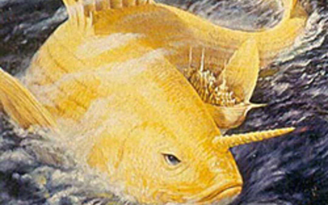 Állati jó ászanák – A lélek szabadsága hal formájában érkezik