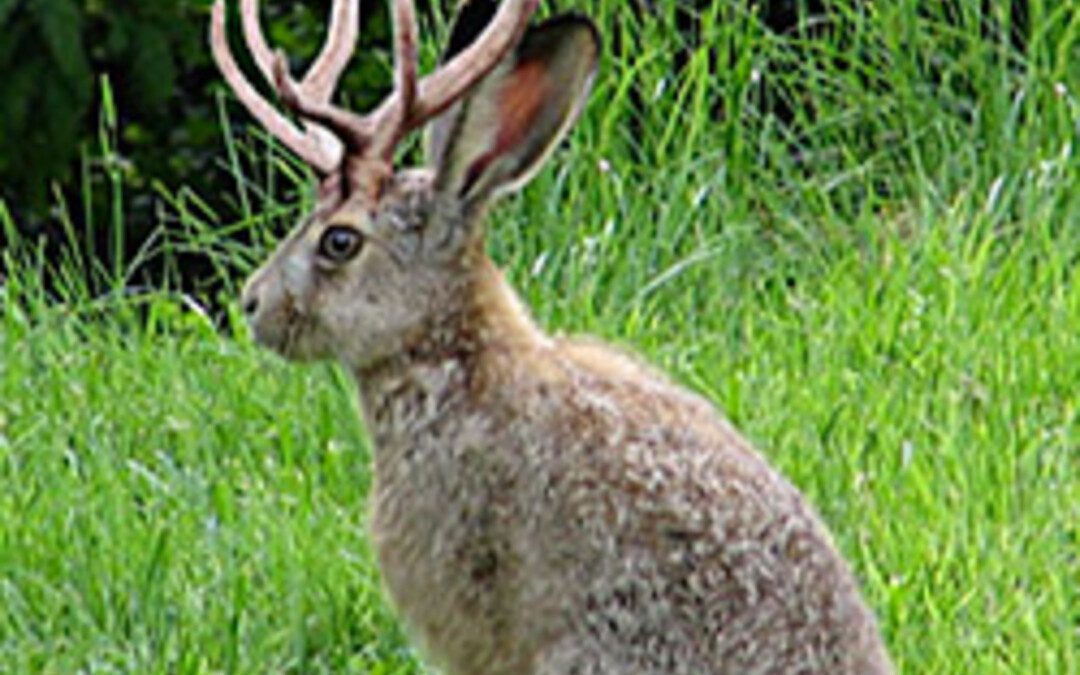 Hogy működik az elménk?