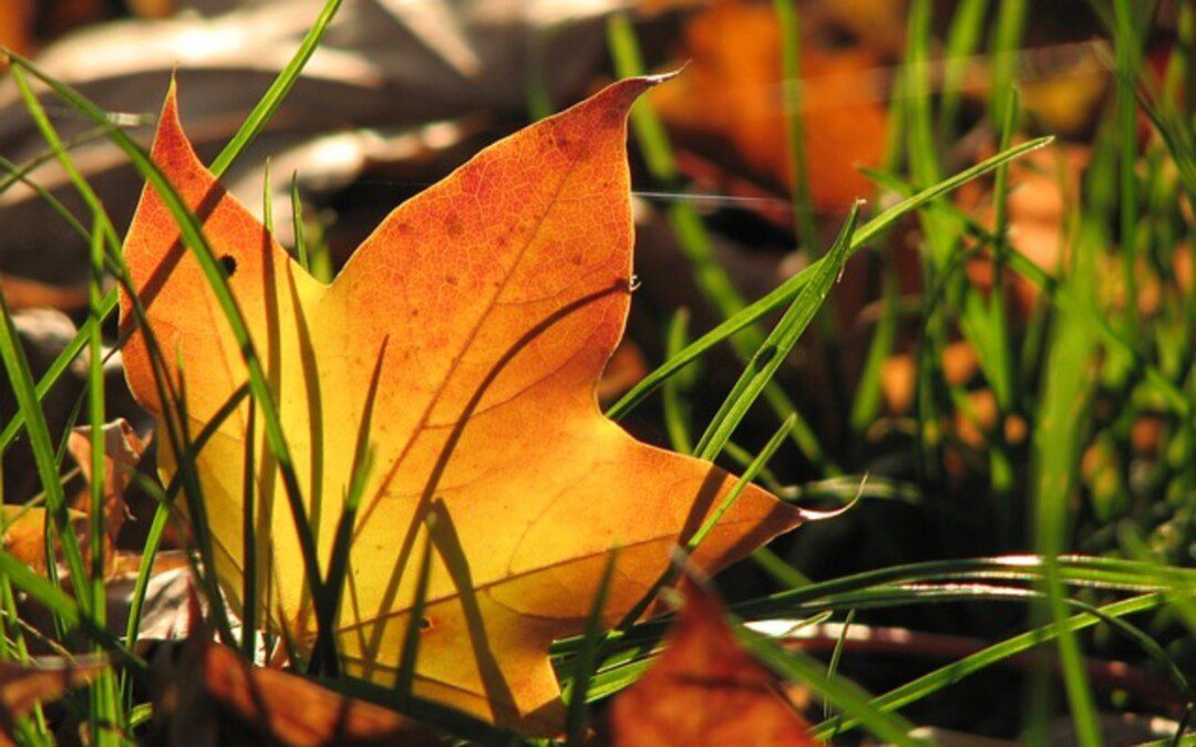 Egészséges őszi szépség