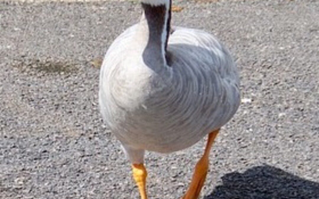 Lúdtalp és a jóga