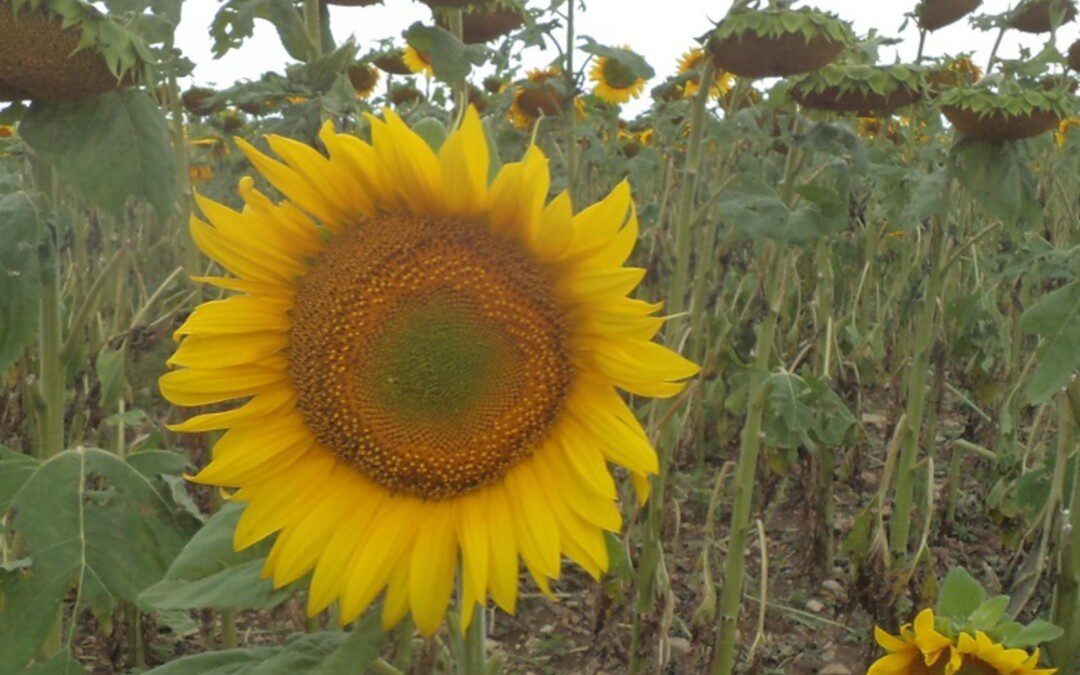 Jógatáborban jártam…