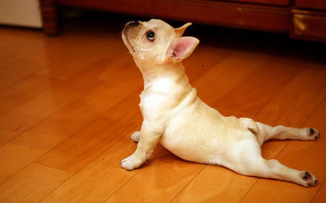 A szigorúan gyakorló jógik típusai