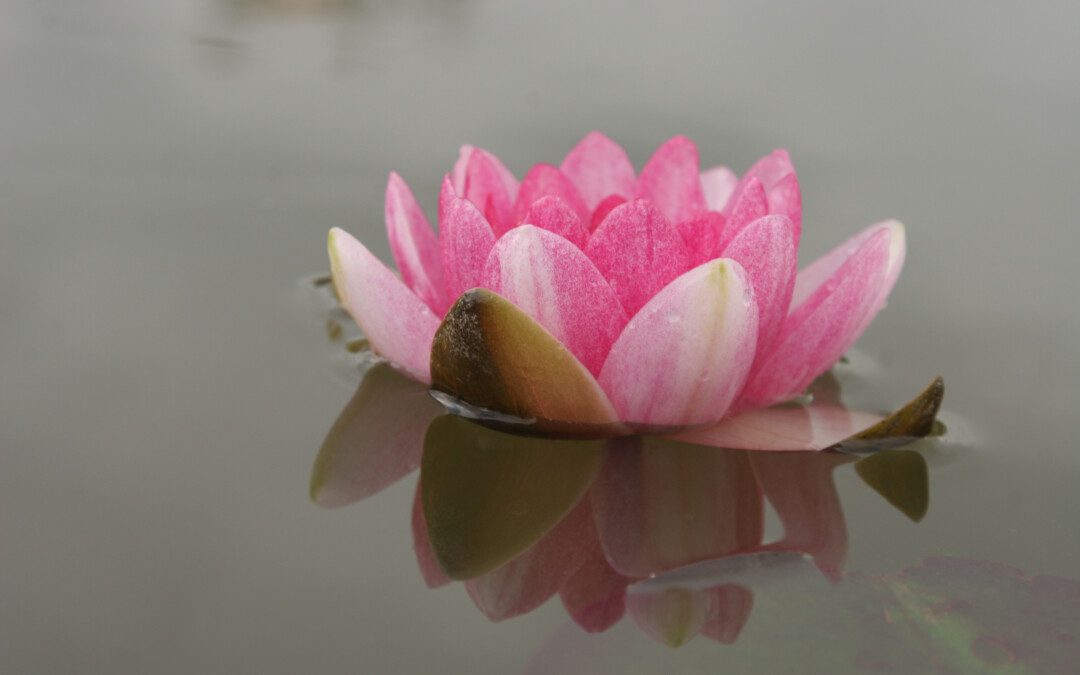 A "Nem ártás" elve