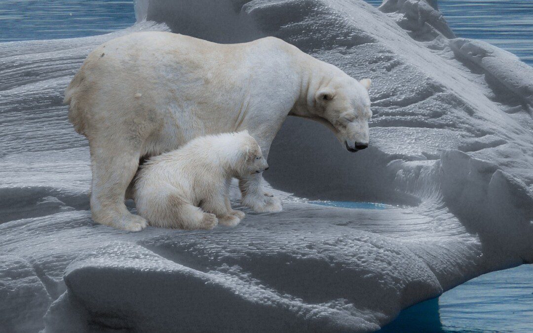 Rekviem egy jegesmedvéért