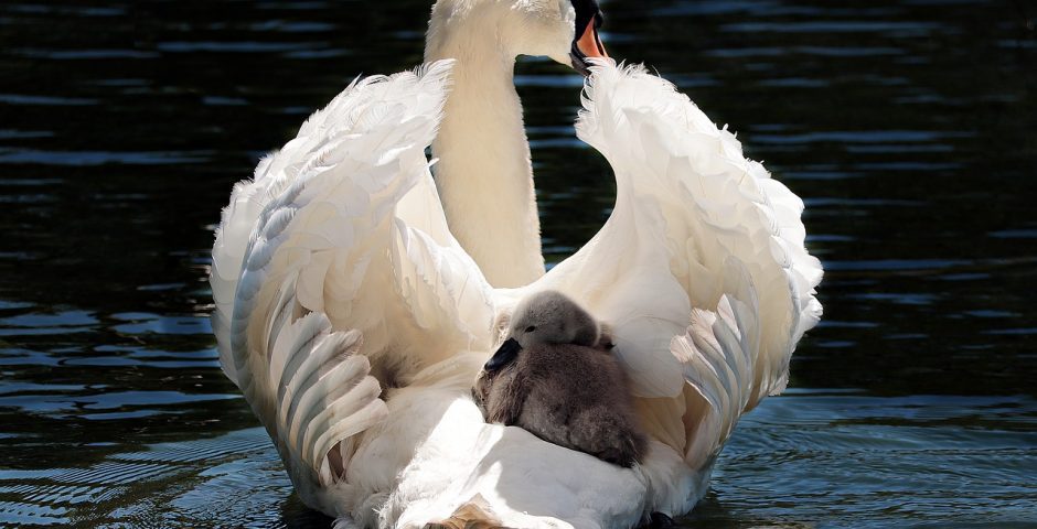 Varjúból hattyú – A személyiségfejlesztés védikus modellje