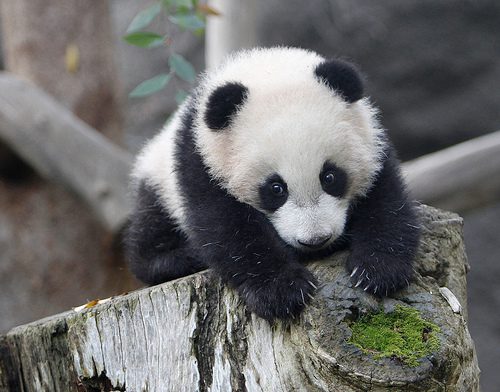 Mese a darázsról és a környezetjogi szemináriumról