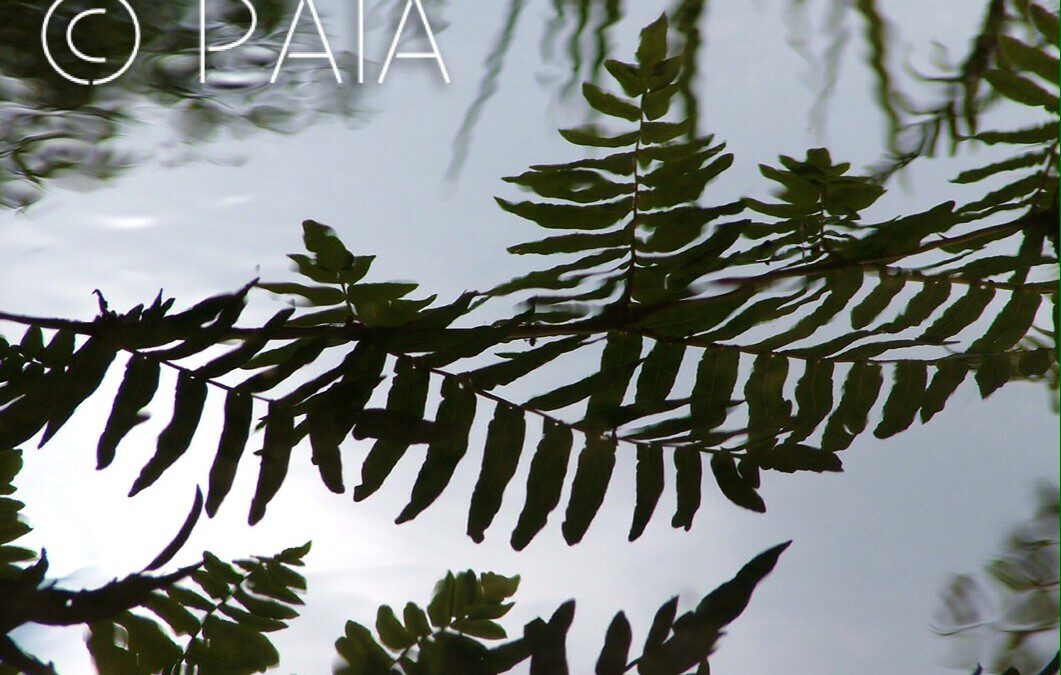 Környezeti igazságosság – igazságtalanság