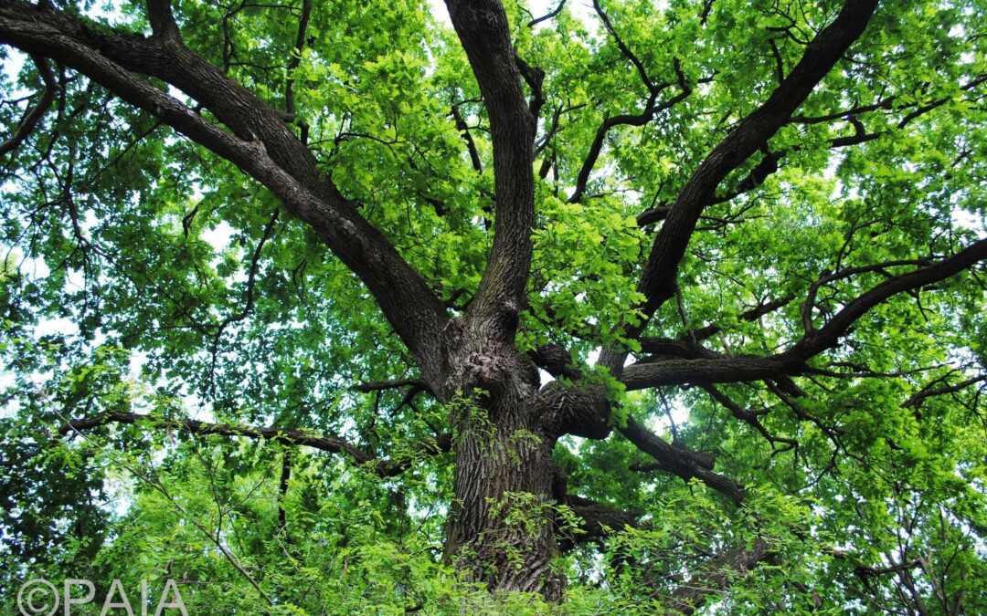 Az IKEA, a Nobel-díjas indiai közgazdász és a legtökéletesebb tett