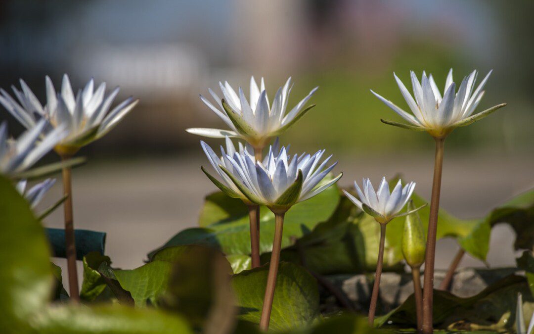 Meditáció és önismeret