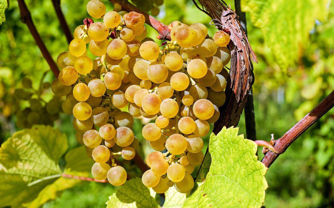 Méregtelenítés évszakváltáskor – az ájurvéda is ajánlja