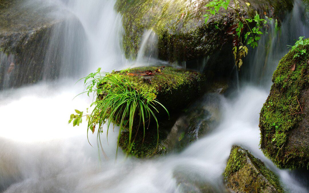 A tisztaság azt is jelenti, hogy óvjuk a környezetünket
