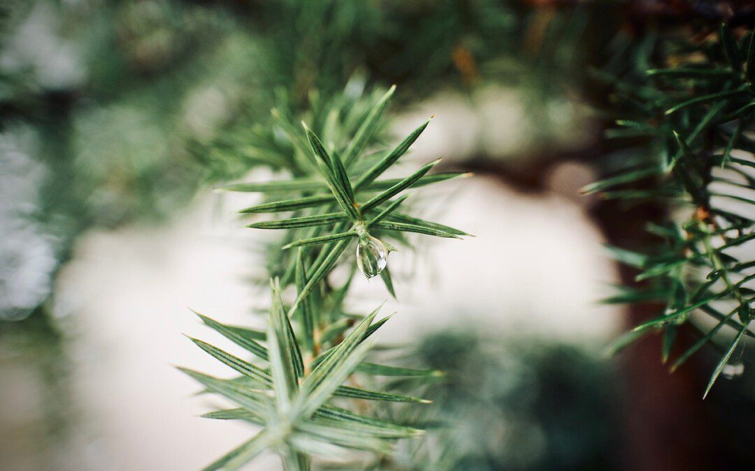 Akciók a BHF-en és a Bhaktivedanta Jógastúdióban!