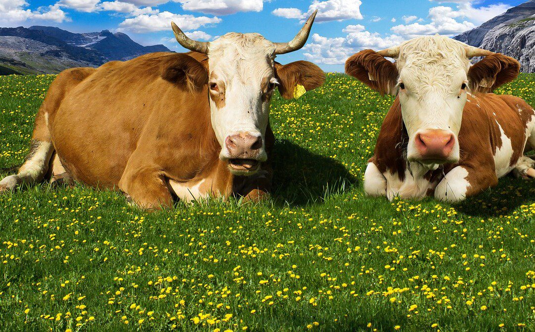 Krisna-tudat és tehénvédelem – Szeressük négylábú barátainkat!