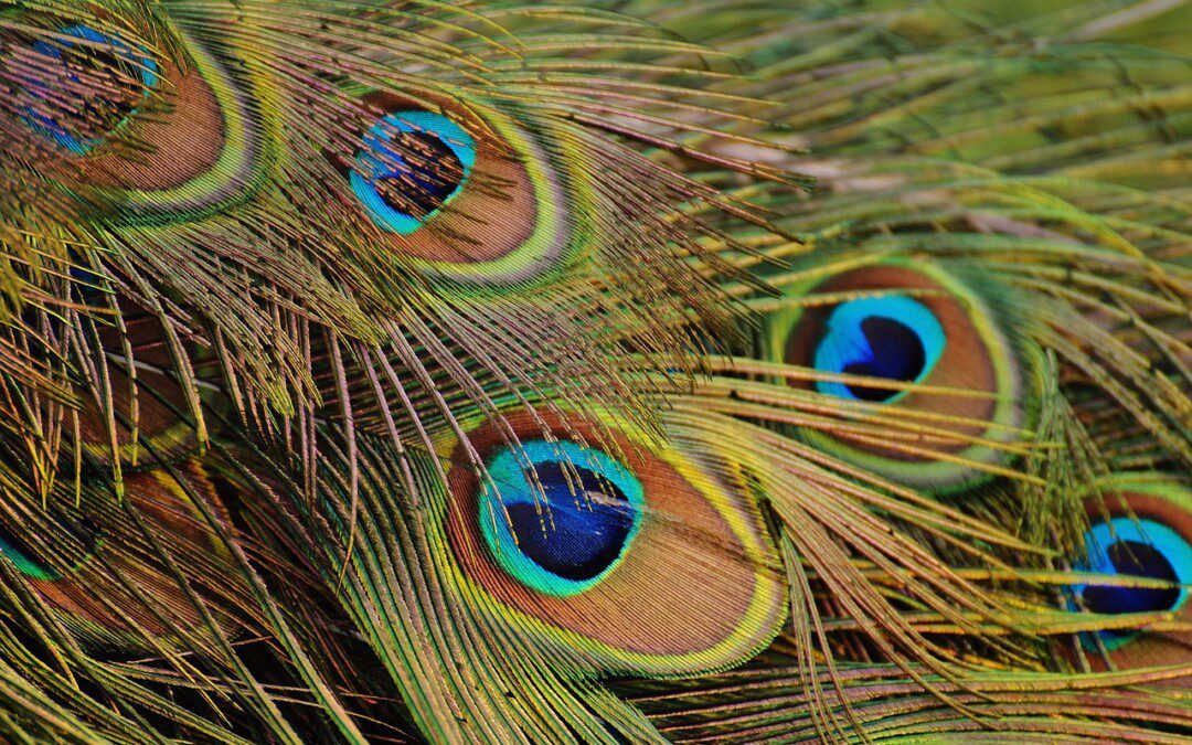 A piñcha-mayūrāsana felvételének, kitartásának és lebontásának lépései