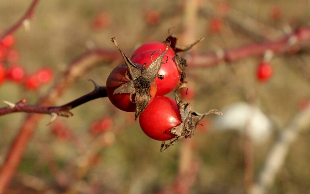 Egy egyszerű gyógynövény, ami segít a megelőzésben járvány idején