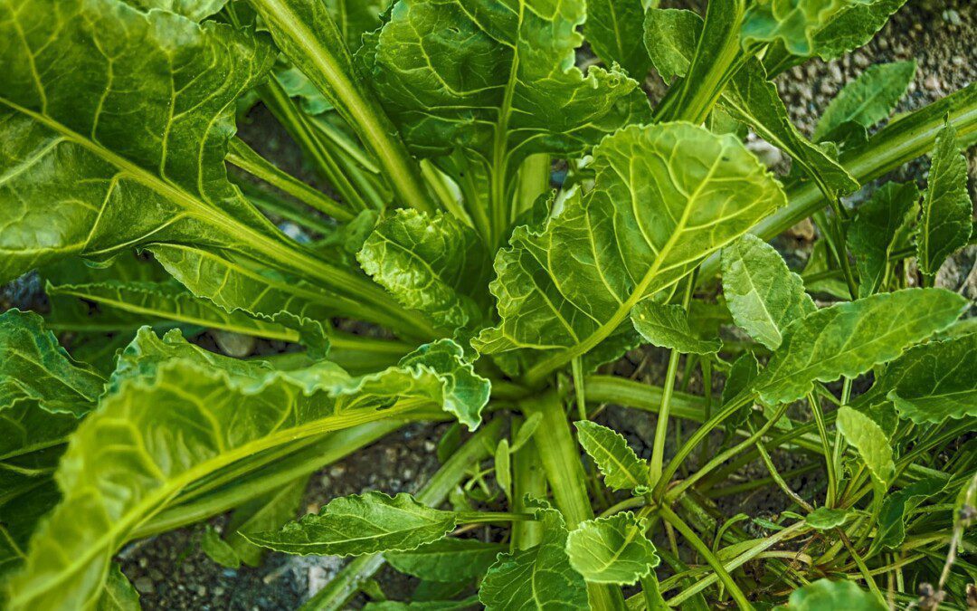 Ájurvédikus recept télre: krémes spenótleves