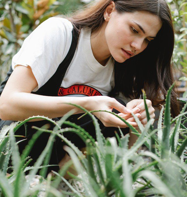 Aloe vera, a hosszú élet elixírje?