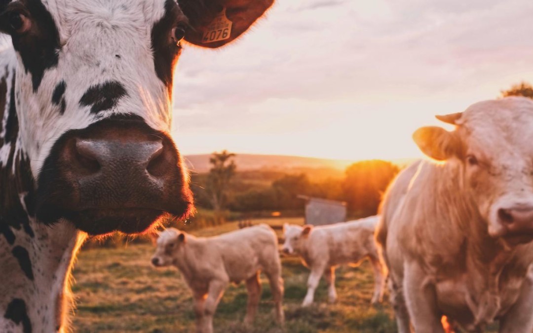 Kedd van: ég veled, hús!