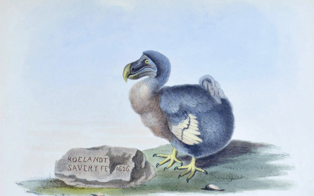 Mi történt az utolsó dodógalamb lelkével?