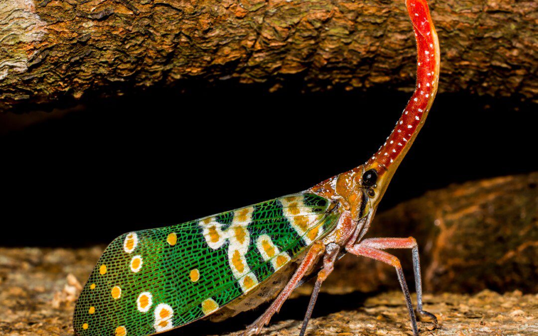 3 dolog amit a kabócák tanítanak a spirituális életben