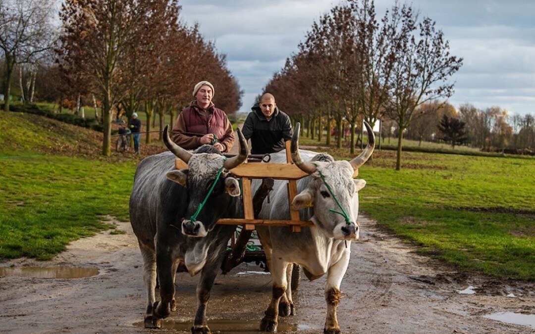 Öko Odüsszeia – fenntarthatósági konferencia
