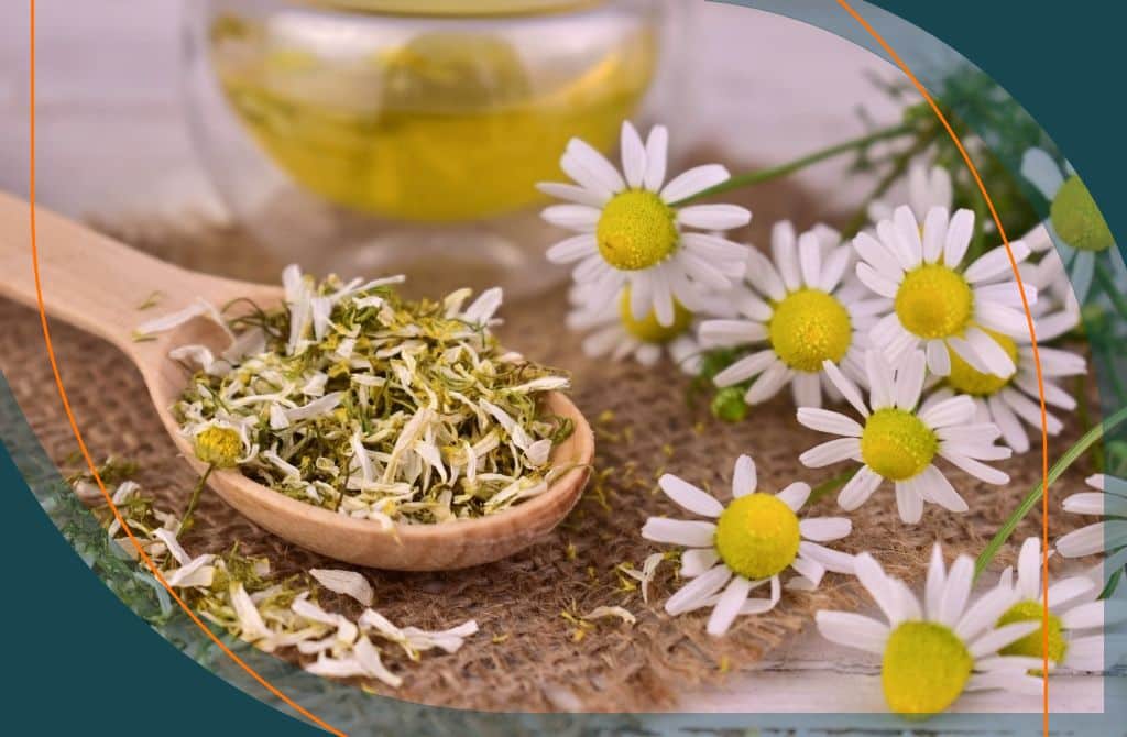 Ájurvédikus fitoterápia